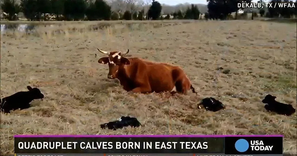 A cow lies in a field with four newborn calves nearby, as reported by USA Today.