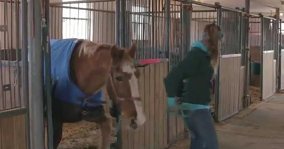 A person in a green jacket is leading a horse with a blue blanket in a stable.