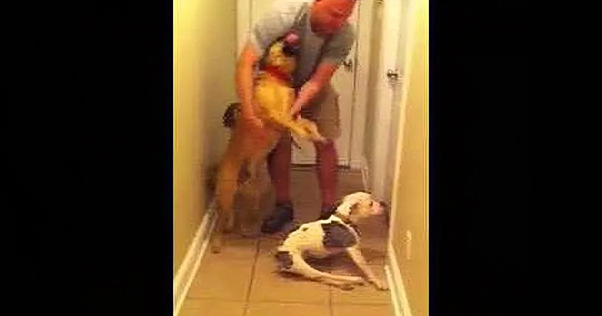 A man helps a dog put on a yellow outfit while another dog watches.