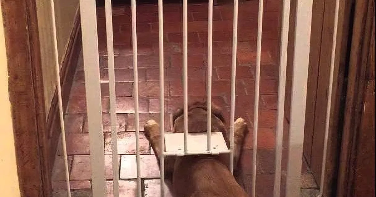 This Guy Sets up Cameras to Figure out How This Dog Kept Escaping From the Gate. What He Sees? Genius!
