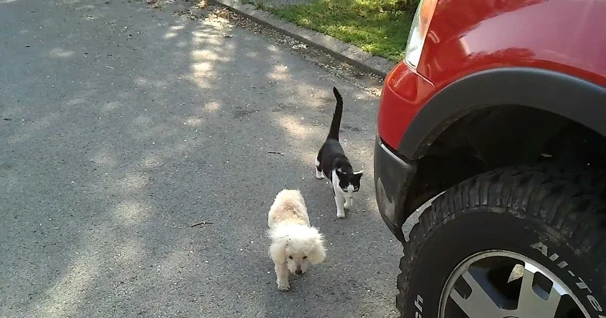 A small white dog and two cats walk on a paved road near a red vehicle.