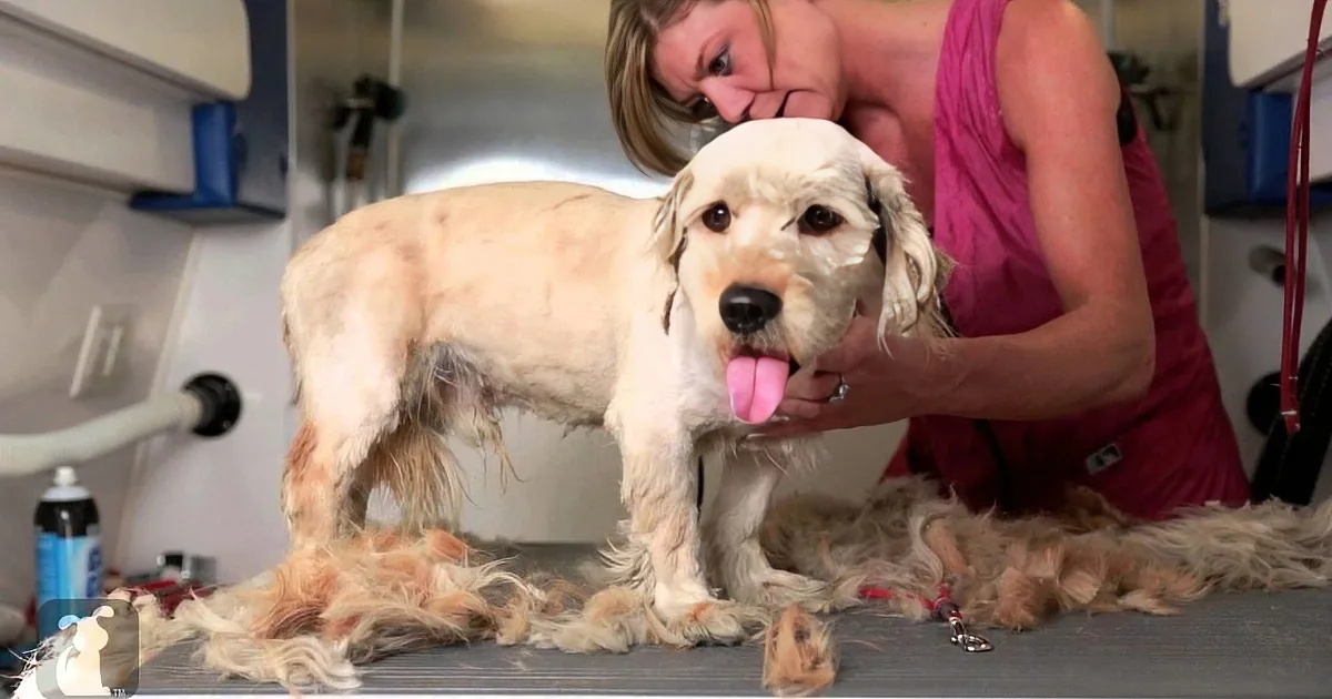 A dog being groomed by a person, with fur being shaved off, in a grooming setting.