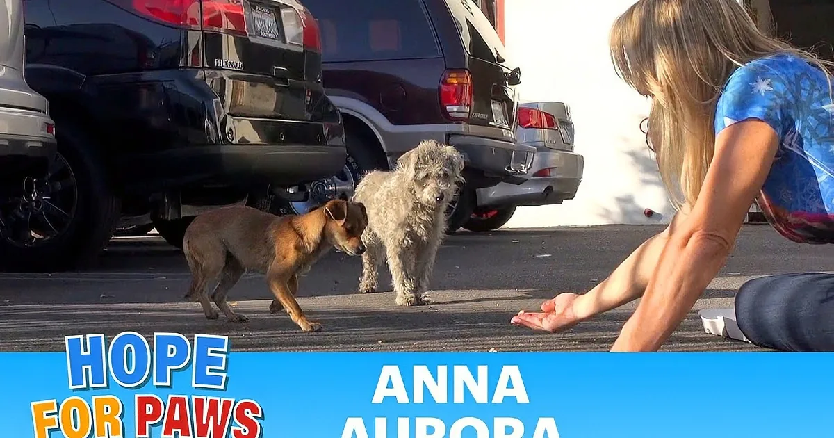 These Best Friends Got Separated During Their Rescue. You''ll Cry When You See What Happens Later! Wow!