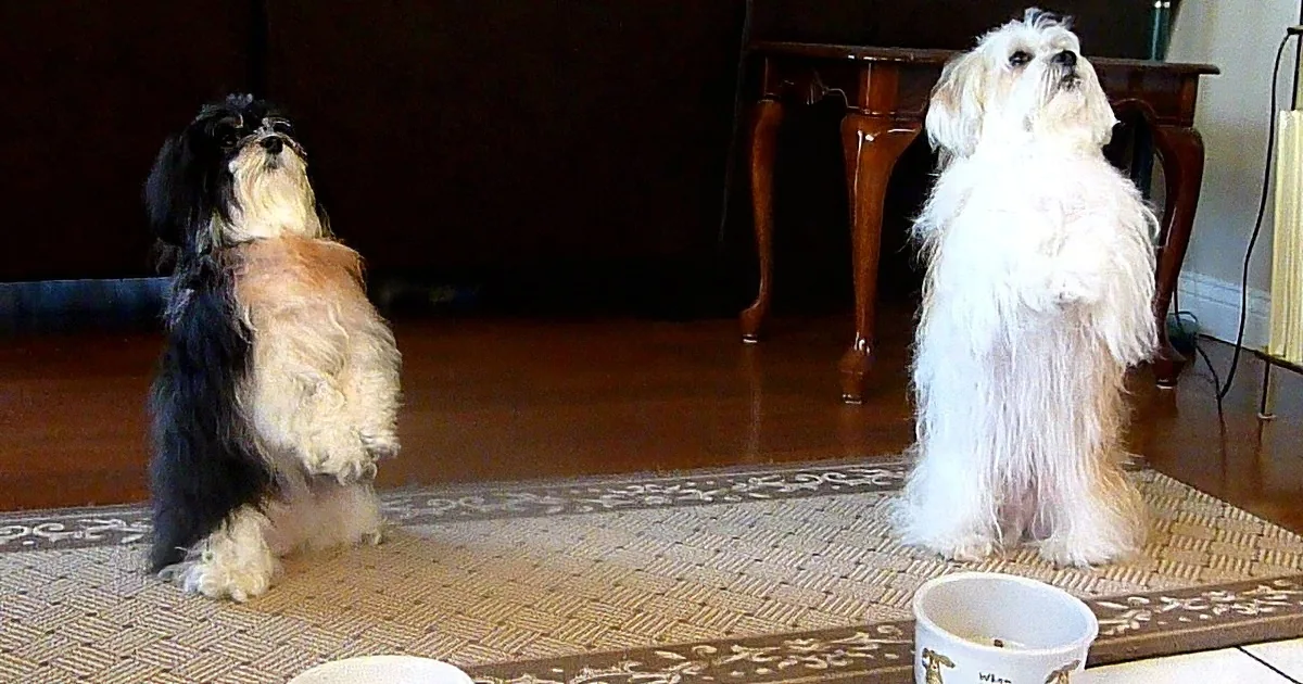 Dad Calls His Dogs for Dinner. What They Do Every Time Before Their Meal? Cuteness Overload!