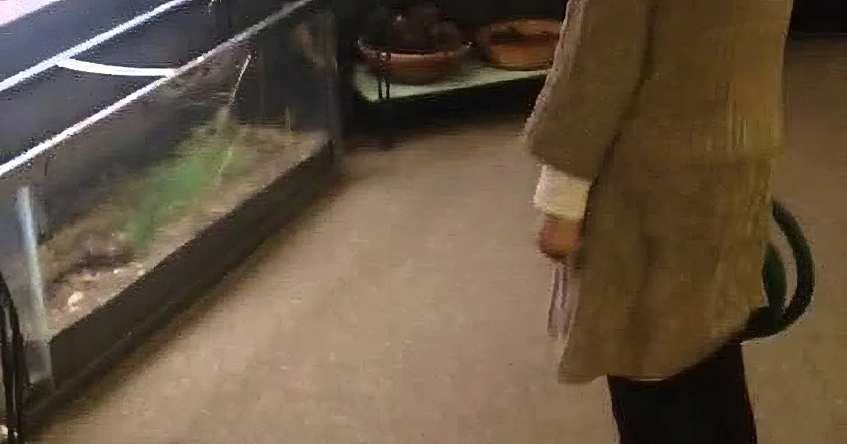 Wild Deer Sees a Woman Inside the House... What He Does Next? OMG!