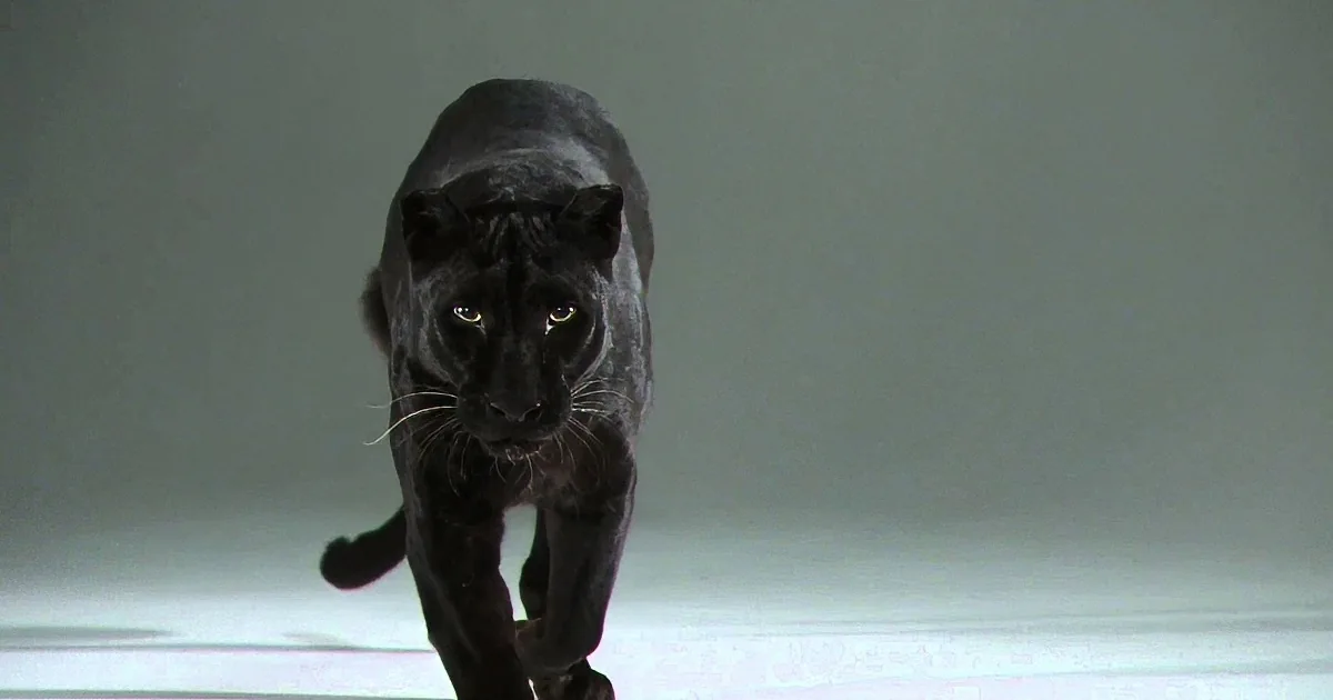 A black panther with striking yellow eyes is captured mid-stride, its powerful form and intense gaze dominating the frame.