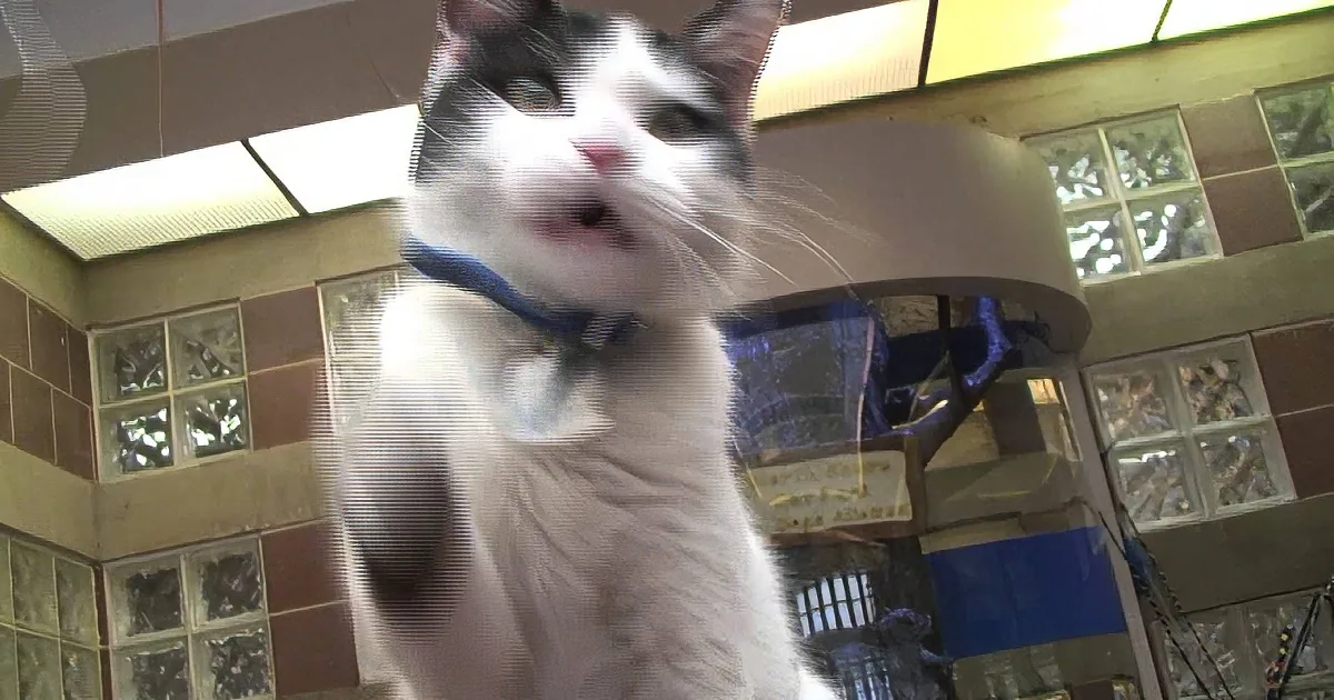 A close-up of a white and black cat wearing a blue collar, looking directly at the camera.