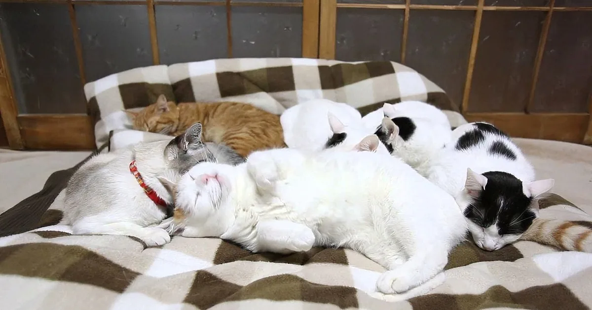 Several cats are cuddled together on a checkered blanket, appearing cozy and relaxed.