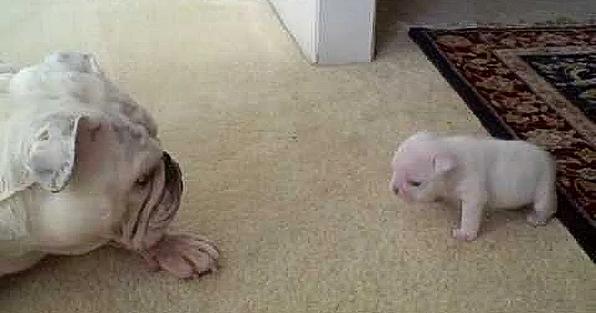 Mama Bulldog Gives Her Baby a Pat on the Head. How the Little Guy Responds? No One Expected This!