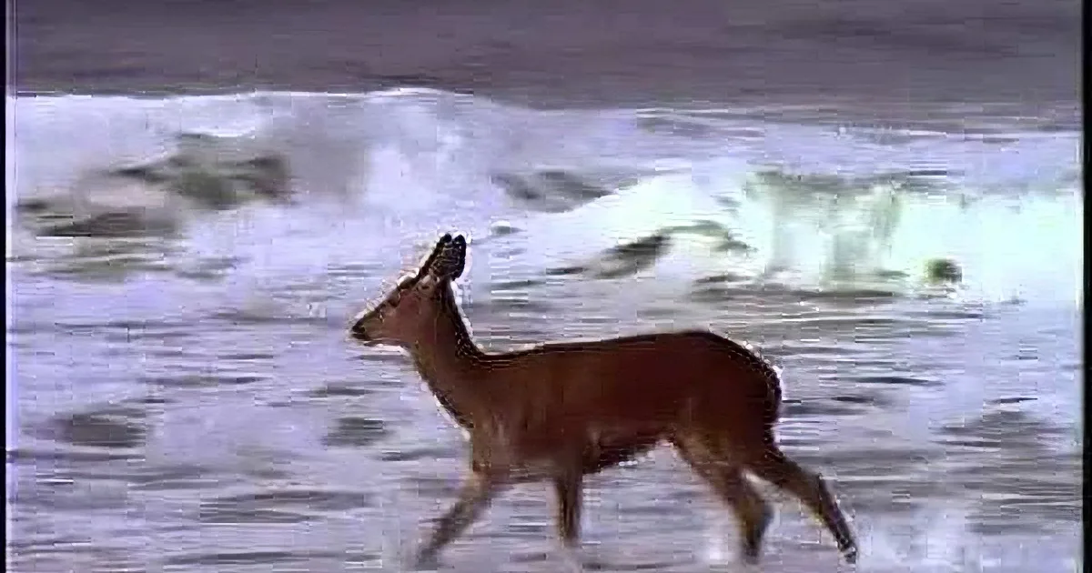 This Deer Sees the Ocean for the First Time in His Life. How He Reacts? Priceless!