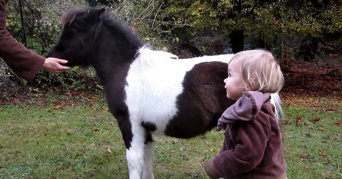 Little Girl and Her Tiny Horse Play Tag. When You See It? Adorable!