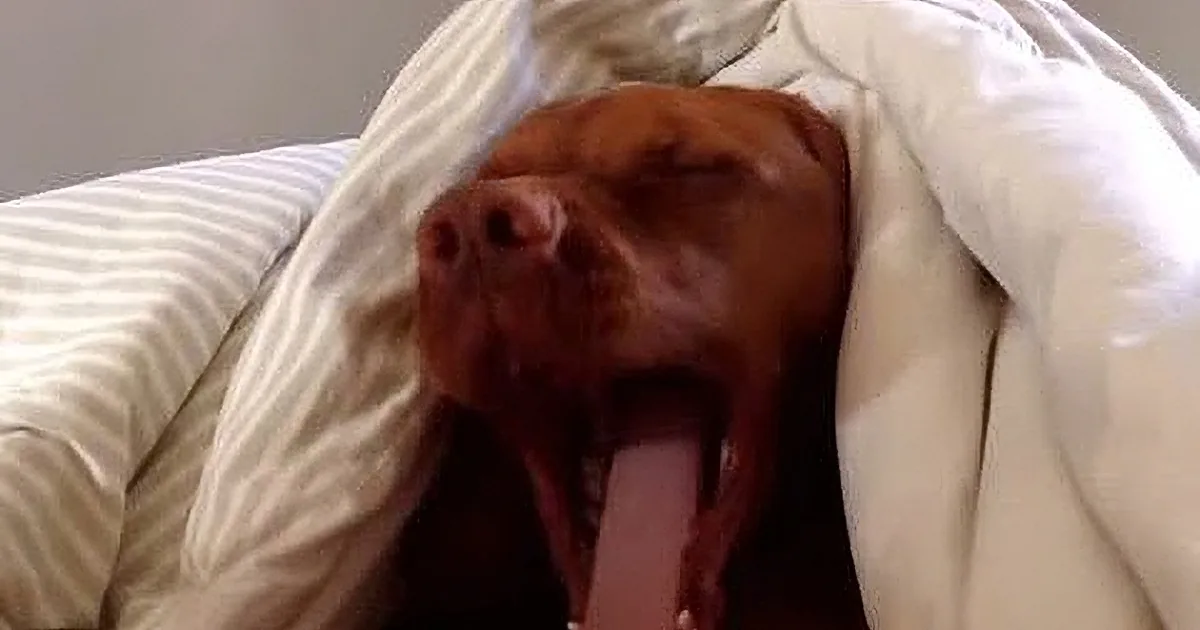 This Poor Dog Was Sleeping Peacefully. When the Alarm Clock Disturbed His Sleep? Rofl!