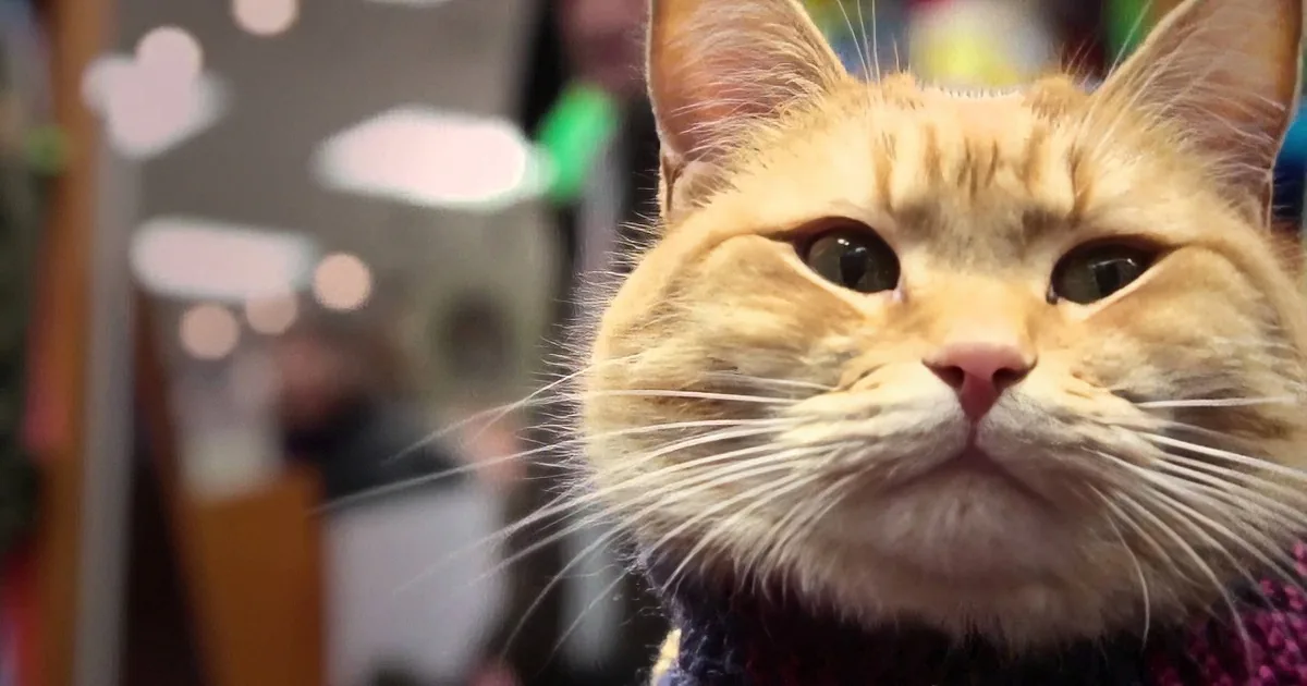 This Street Musician Was Playing All Alone. When a Stray Cat Walked up to Him? I'm Floored!