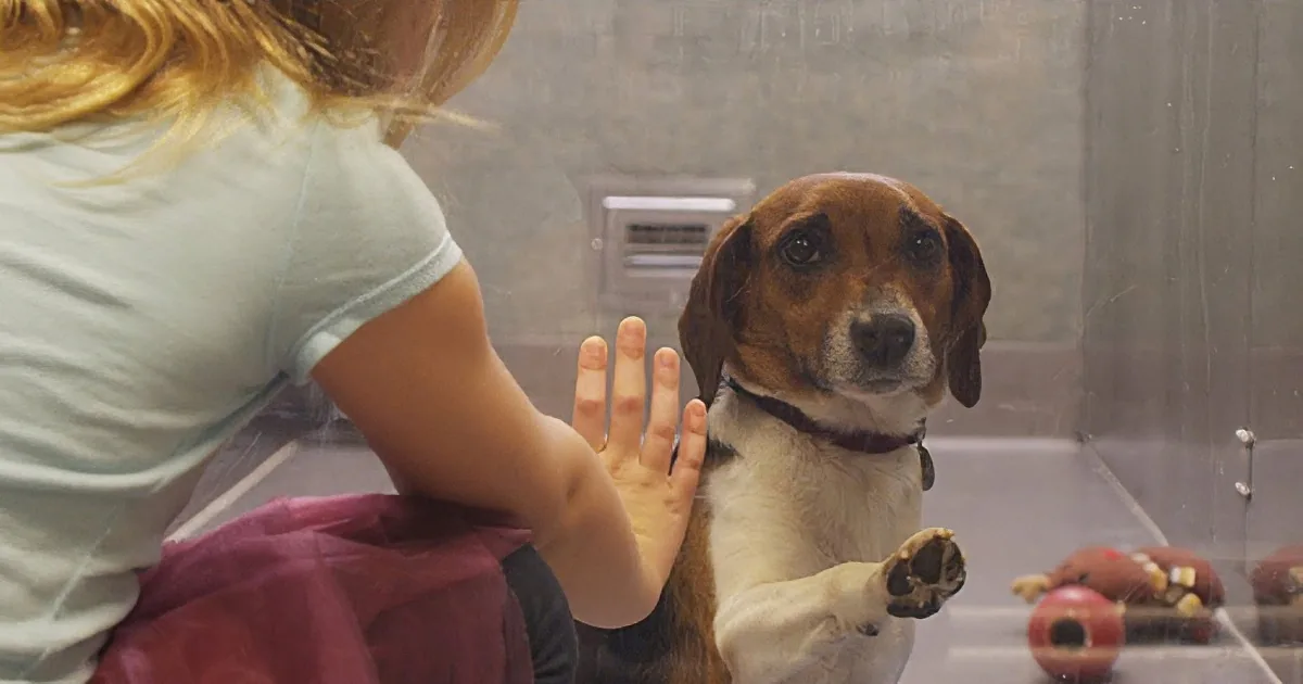 No One Adopted This Poor Dog. Watch What Happens When This Girl Notices Him! OMG!