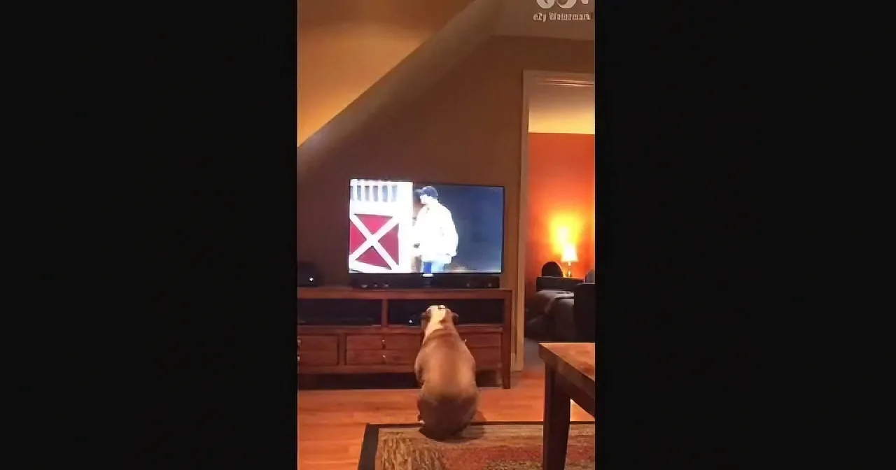 A dog sits on a rug, watching a TV showing a person in a white shirt and blue jeans.