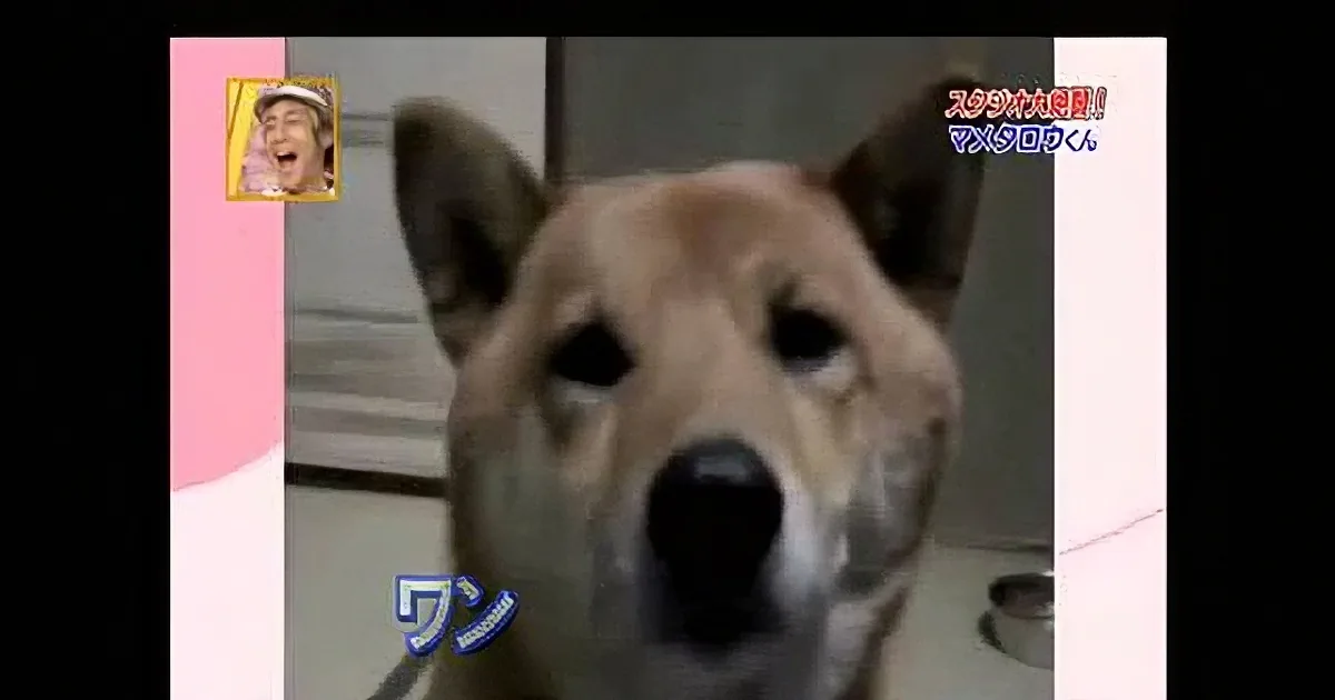 A dog is the main subject, looking directly at the camera with a pink and white frame around it.