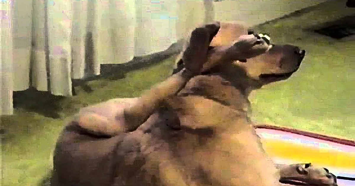 A dog with a brown coat is lying on a green surface, looking up with its head tilted back.