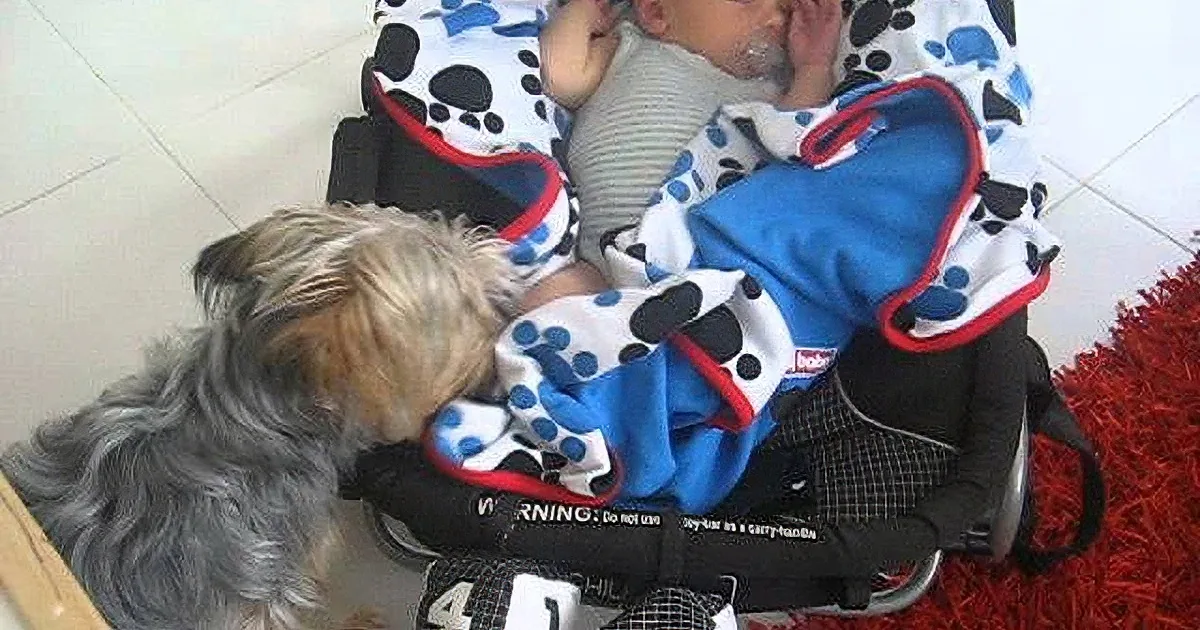 A dog leans affectionately towards a baby in a stroller, both covered in colorful blankets.