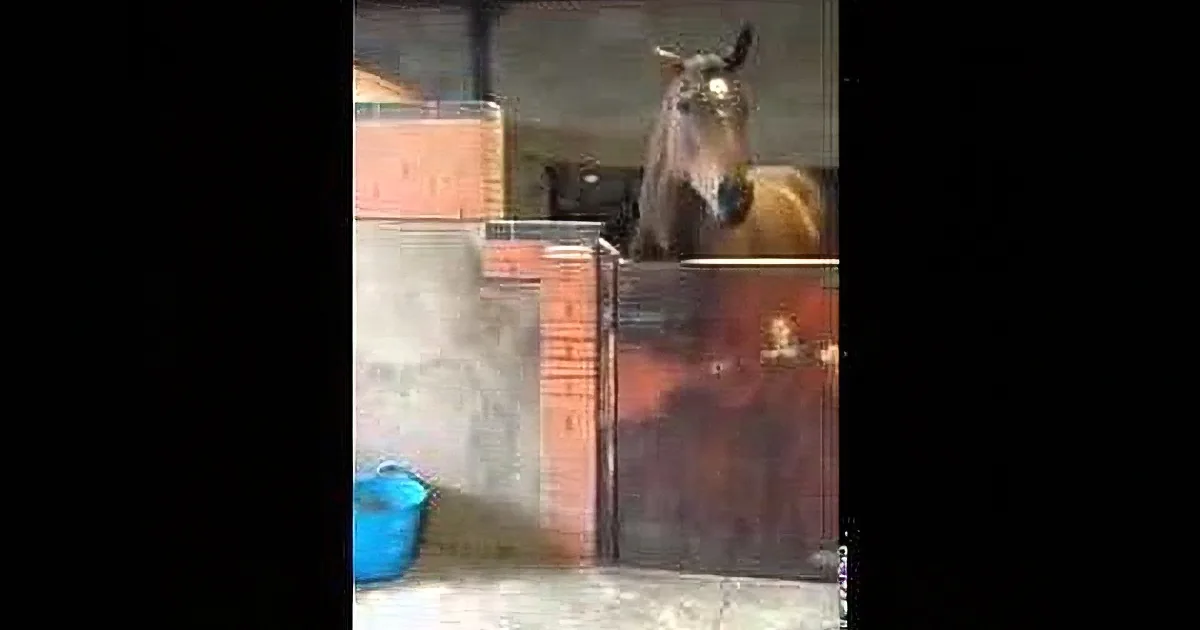 A horse stands in a stable, looking directly at the camera, with a blue bucket and brick wall in the background.