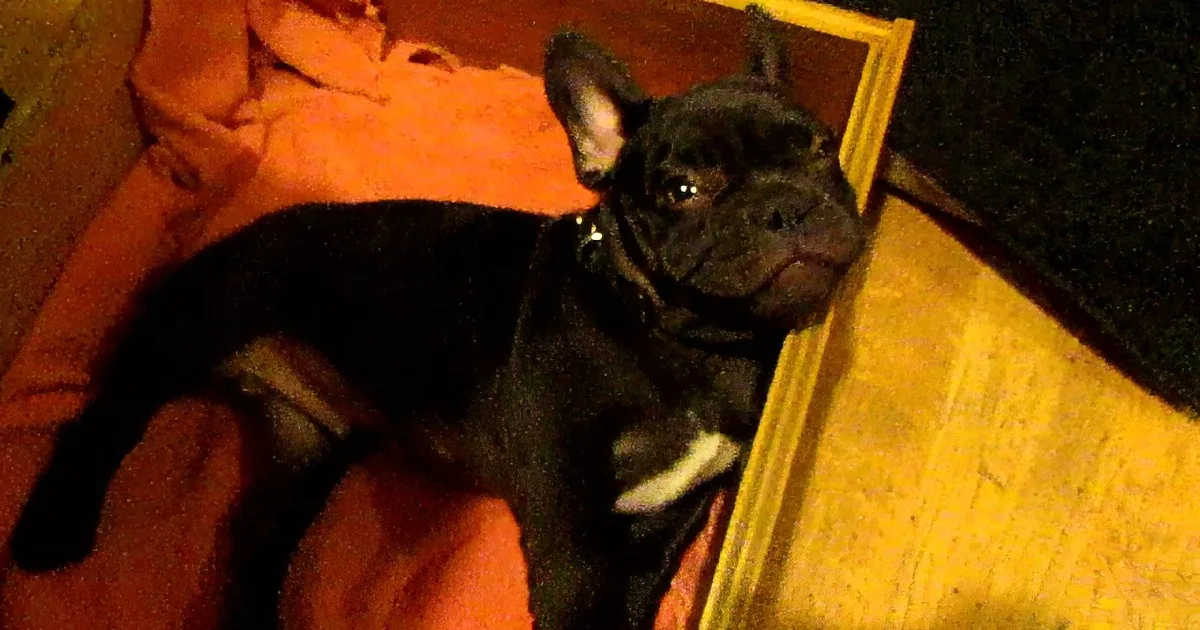 A black French Bulldog puppy with a white patch on its chest is lying on an orange blanket.