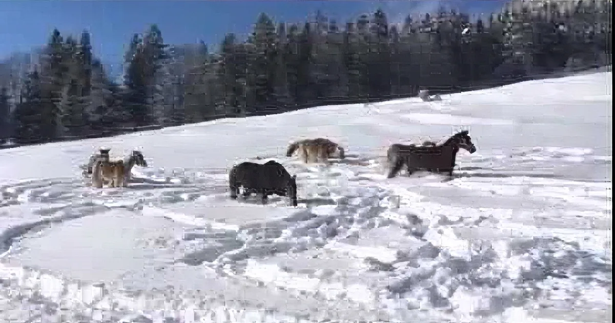 When Mom Films These Horses in the Snow, Keep Your Eyes on What They Do Next!