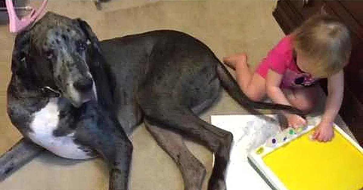A large black dog lies on the floor, with a child sitting nearby, both appearing relaxed and engaged in their activities.