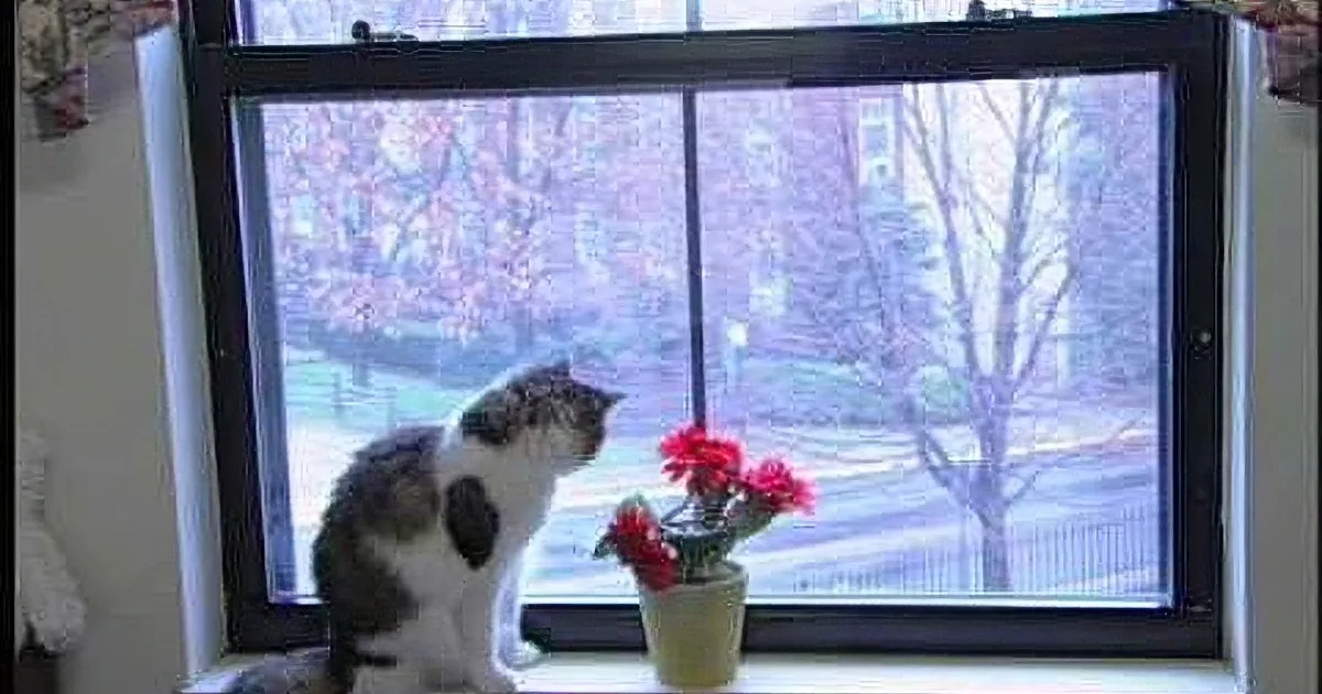 A gray and white cat sits on a windowsill, gazing out at a snowy landscape with trees and flowers.