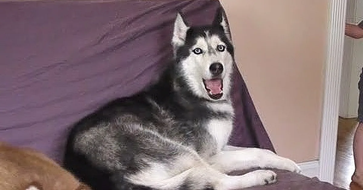 Dad Asks His Husky What She Wants for Dinner. How the Dog Replies? I Can''t Trust My Own Ears! OMG!