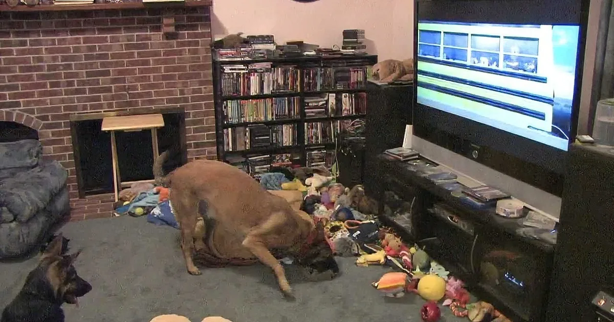 Two German Shepherds playfully interact amidst toys and clutter in a cozy living room with a TV and bookshelf.