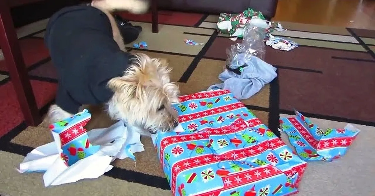 A fluffy dog sniffs a wrapped gift on a patterned carpet, surrounded by wrapping paper and a person in the background.