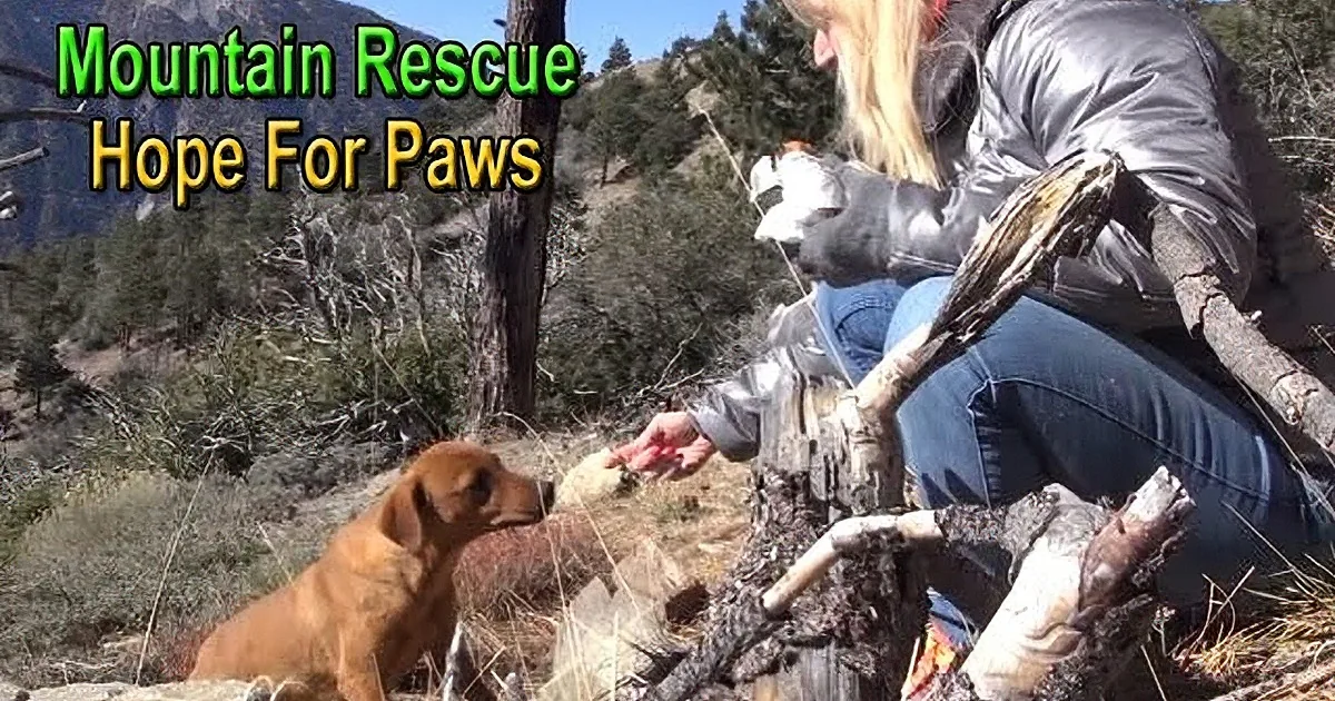 A person in a silver jacket feeds a brown puppy in a mountainous area with trees and rocks.