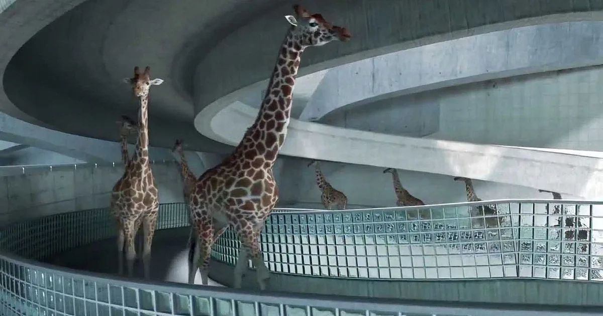 Giraffes stand on a glass walkway in a modern building, with concrete and glass architecture surrounding them.