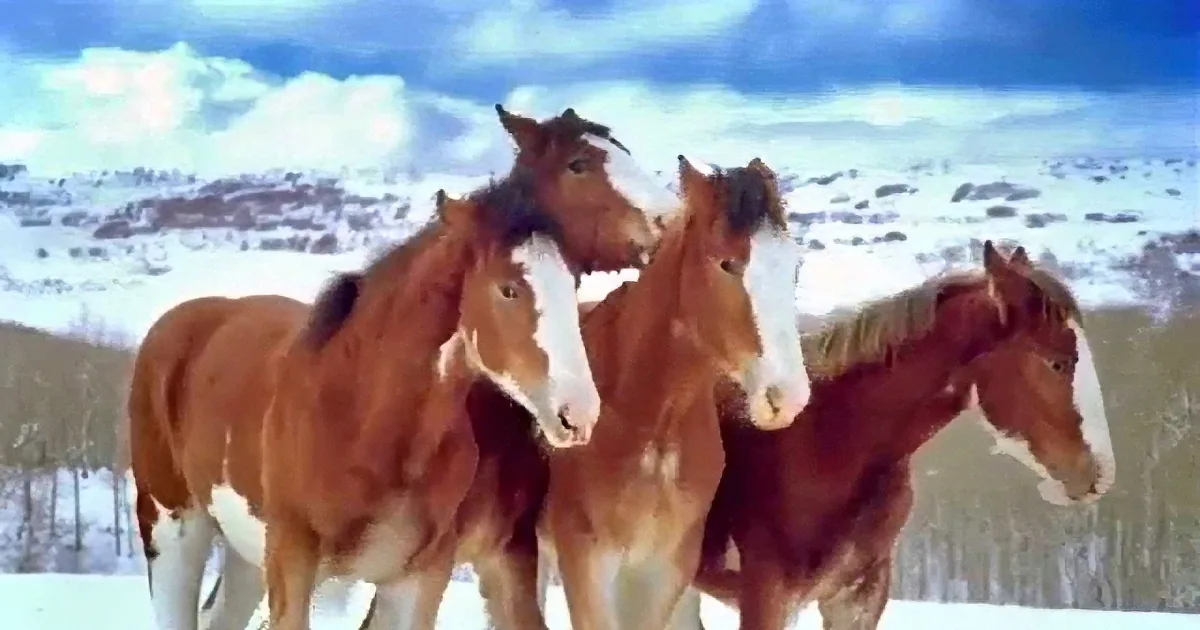 Four chestnut horses with white markings stand together in a snowy landscape under a partly cloudy sky.