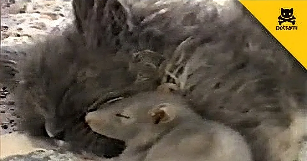 A fluffy gray cat is curled up, appearing to be asleep or resting peacefully.