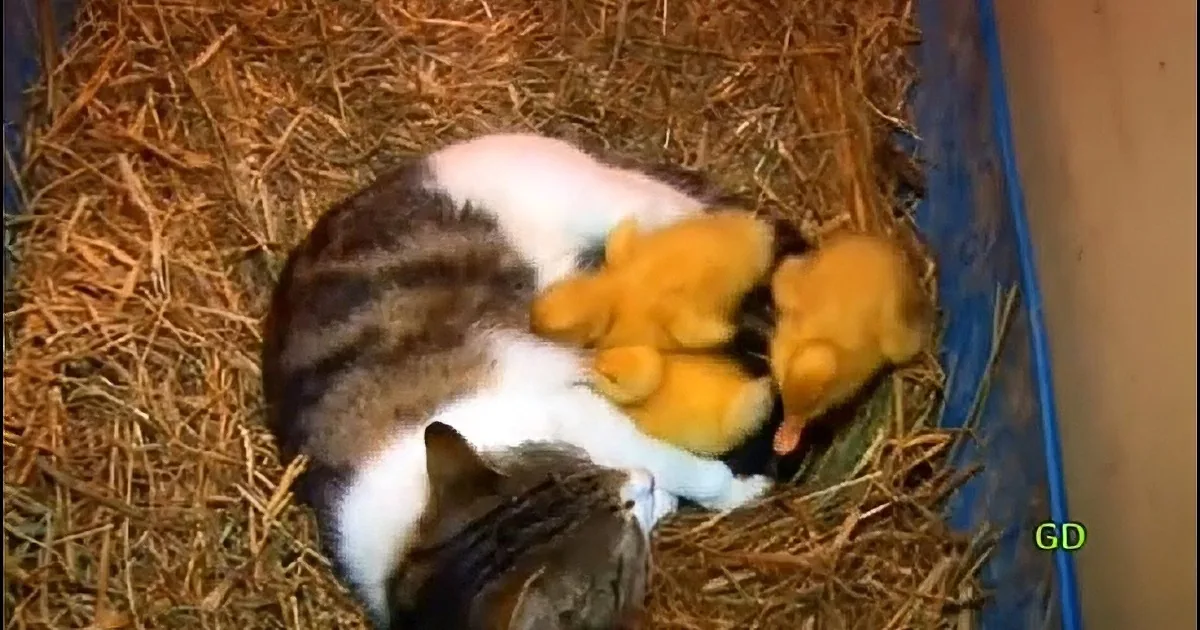 A cat is nursing several yellow ducklings in a straw-lined container.