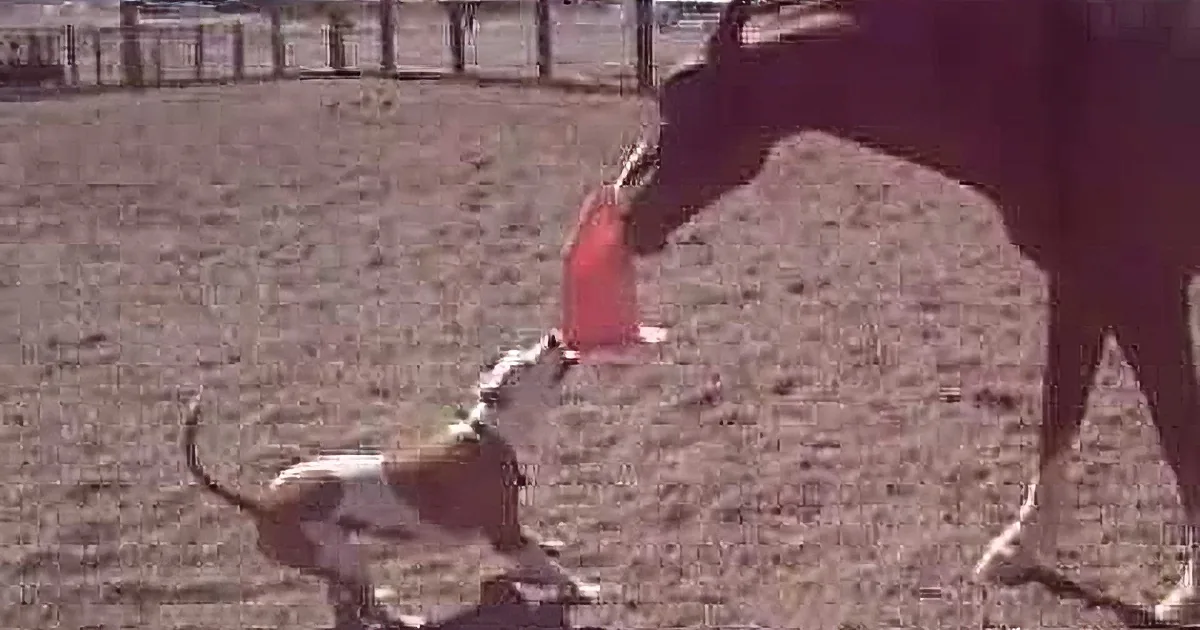 A dog plays tug-of-war with a red cloth, pulling it away from a cow in a fenced area.