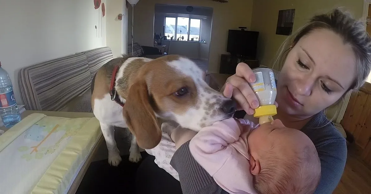 A woman holds a baby while a curious dog sniffs a bottle, in a cozy home setting.