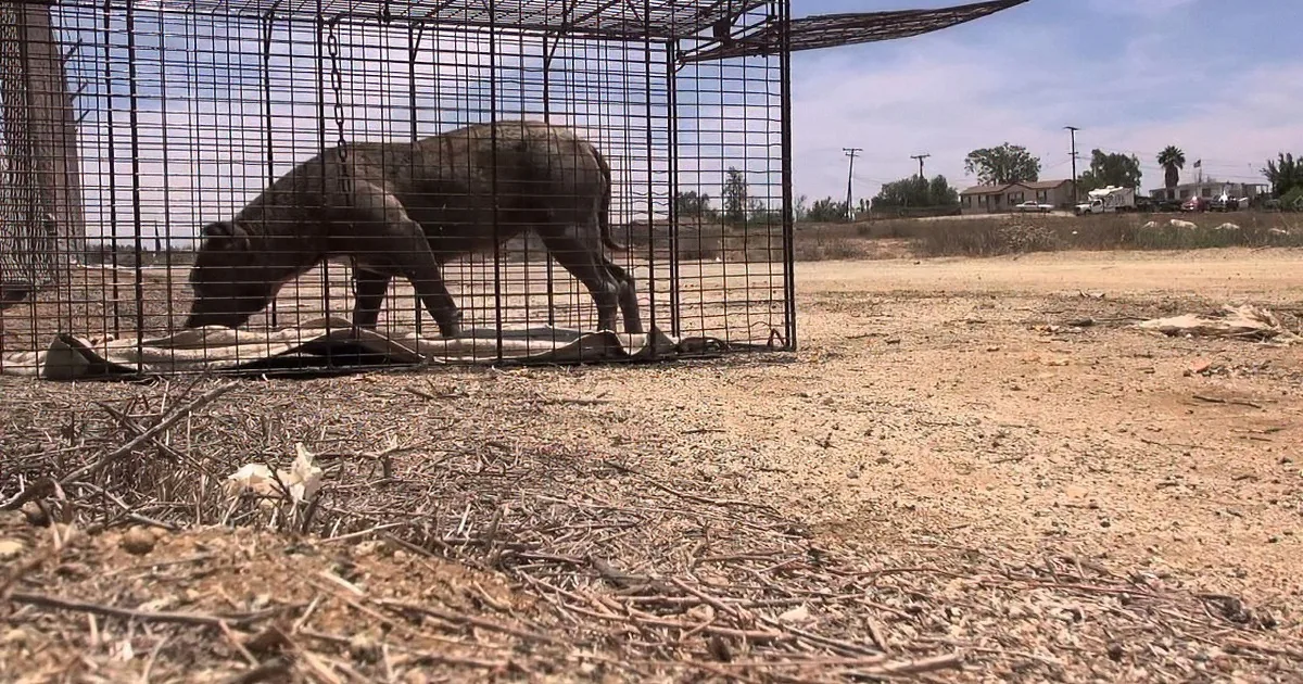 A wild boar stands inside a metal cage in a dry, barren area with scattered debris and a distant view of houses and trees.