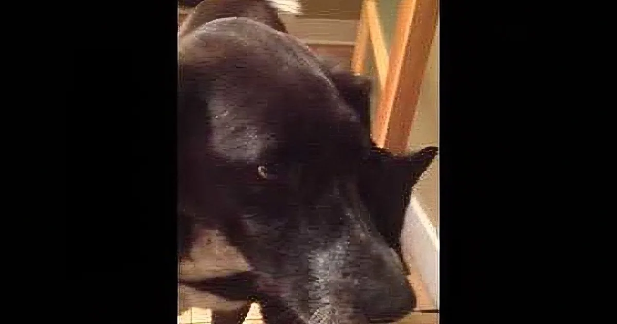 A black dog with a white patch on its chest is looking down, possibly at a person or object.