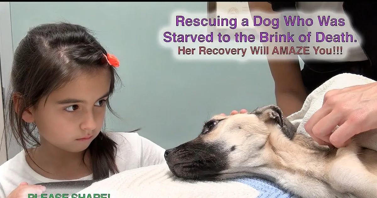 A girl watches as a dog, rescued from starvation, is being cared for by a person in a towel.