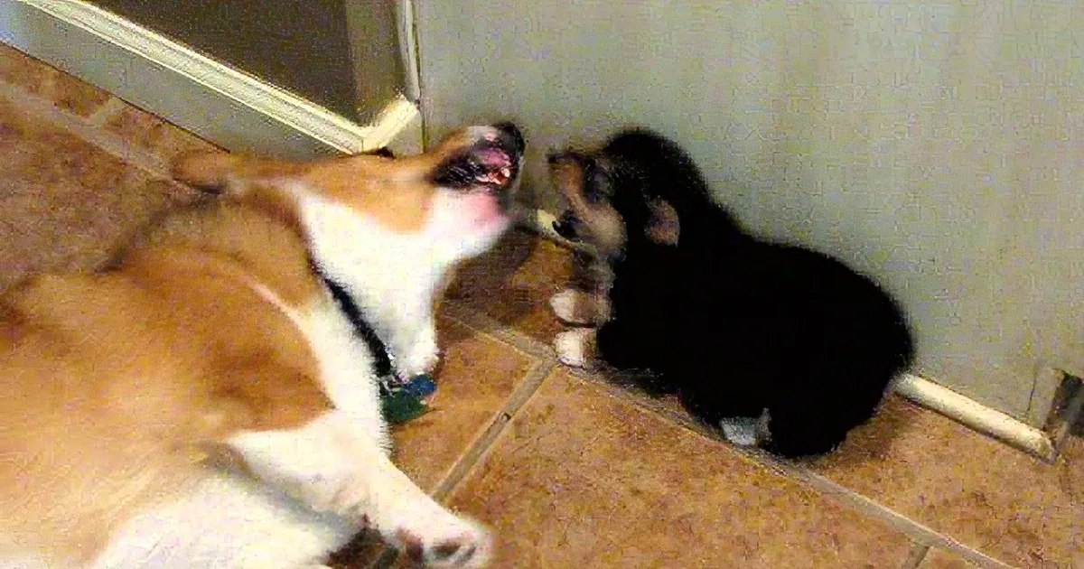 A corgi dog is playfully interacting with a smaller dog, both on a tiled floor.
