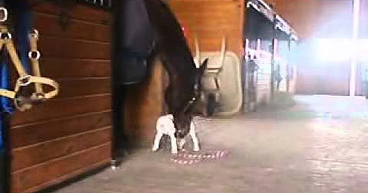 A horse with a halter stands in a stable, facing a small white dog near its legs.