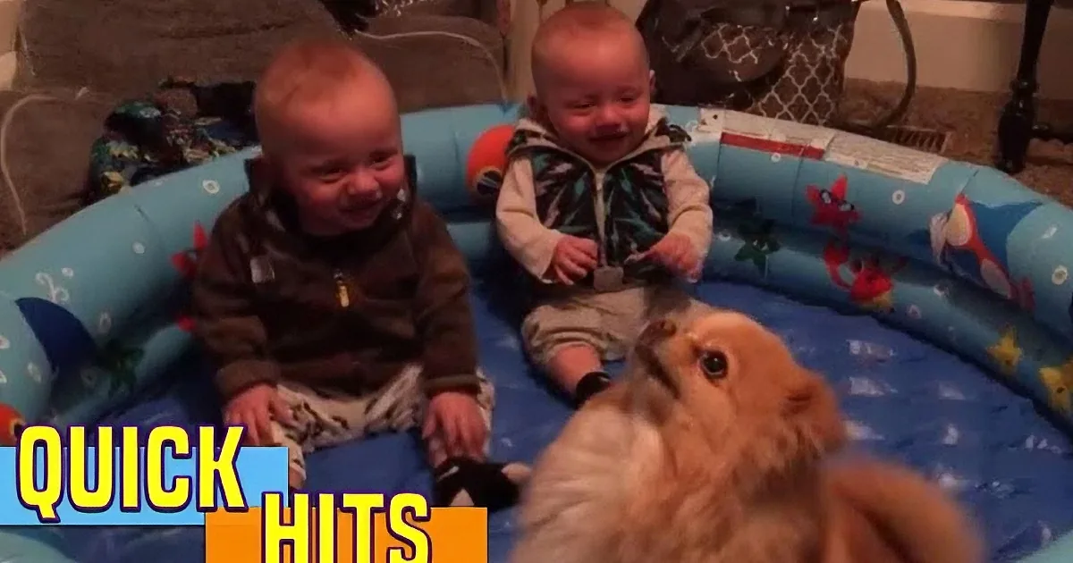 Two babies in a playpen, one laughing, surrounded by toys and a fluffy animal.