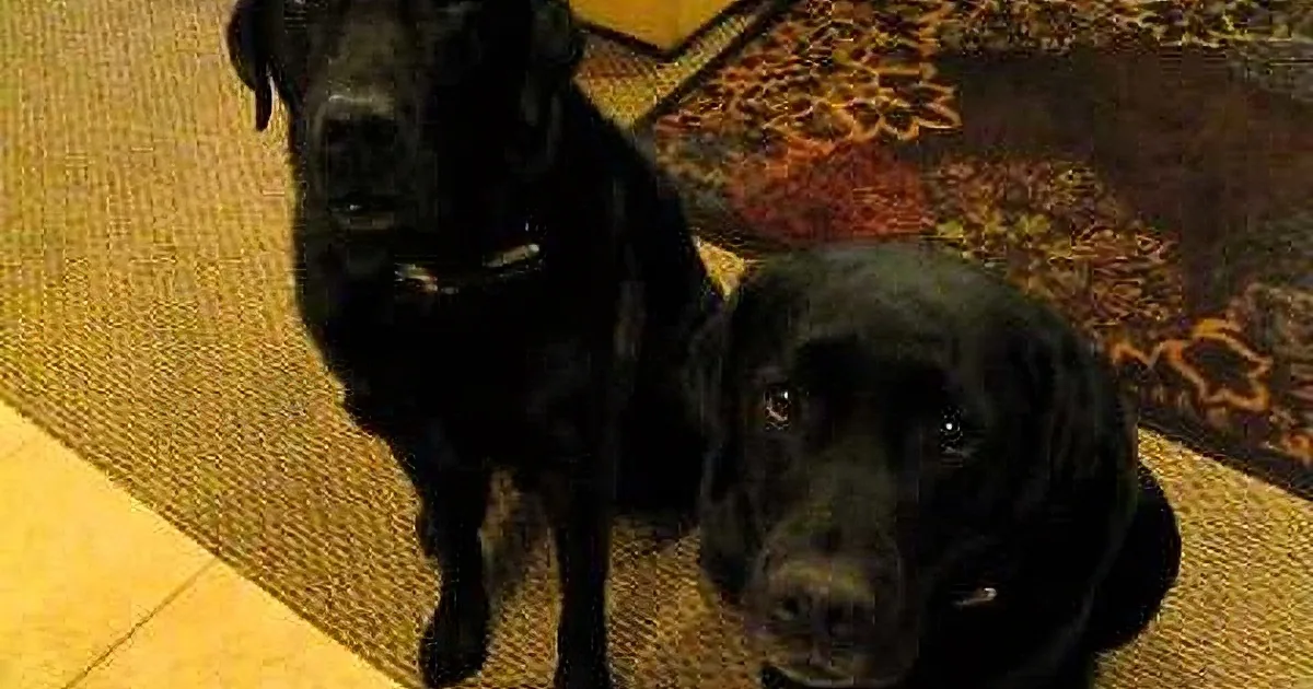 Two black Labrador Retrievers sit on a patterned rug, one looking directly at the camera while the other looks down.