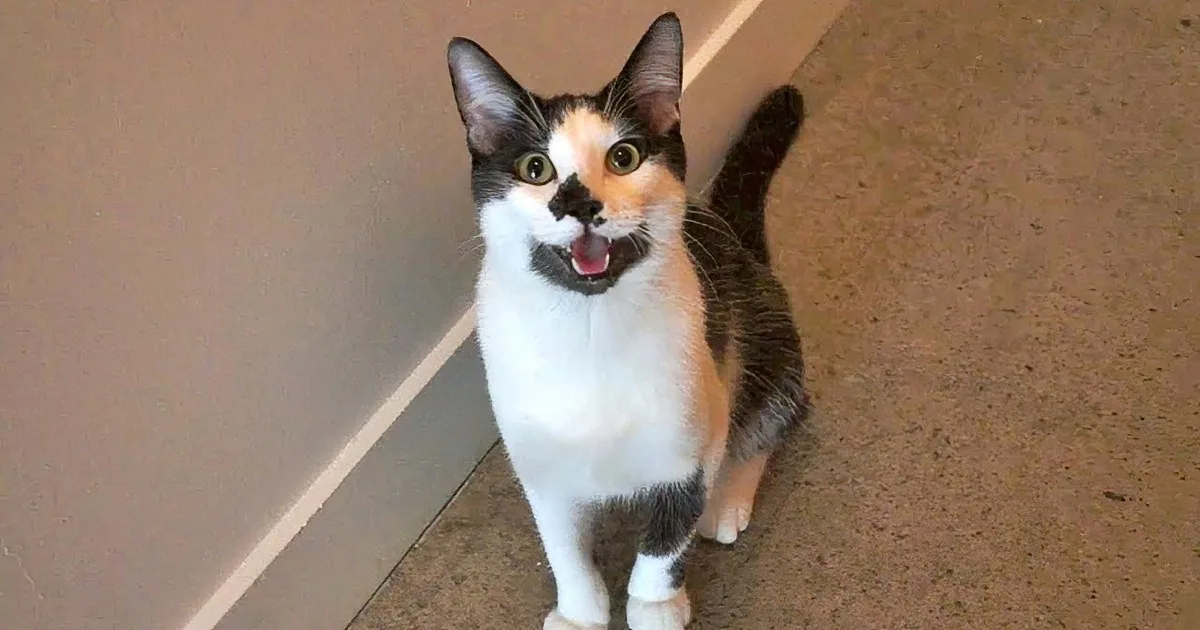 A calico cat with a surprised expression sits on a brown floor, looking up.