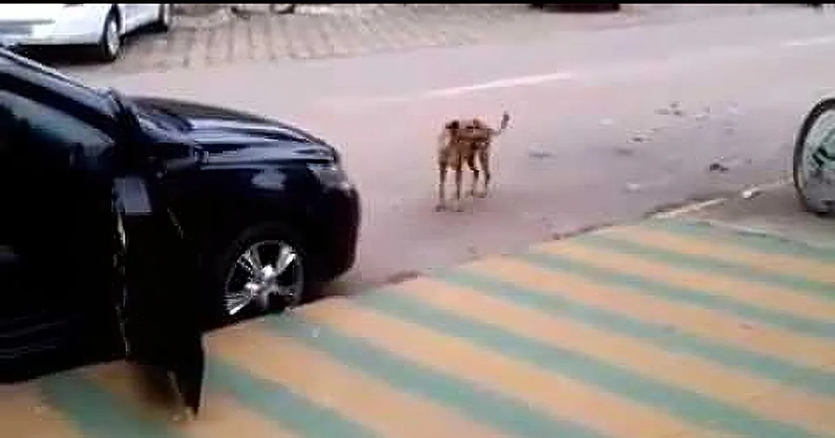 A small dog stands on a street near a black car and a striped sidewalk.
