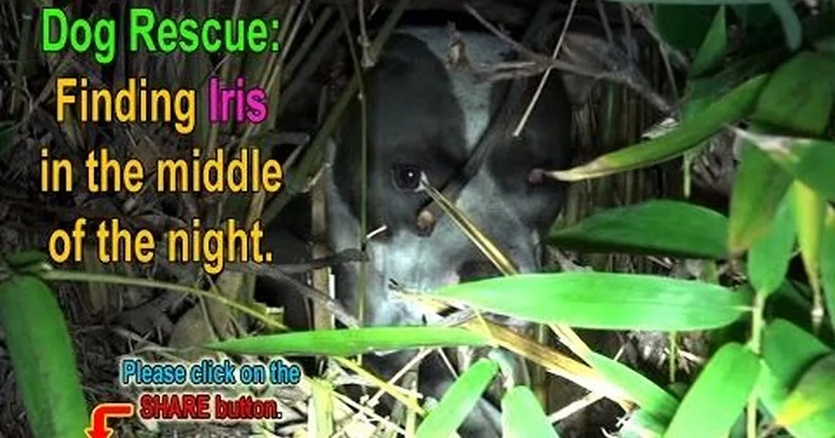 A dog, partially hidden in foliage, with text overlay about finding it at night.