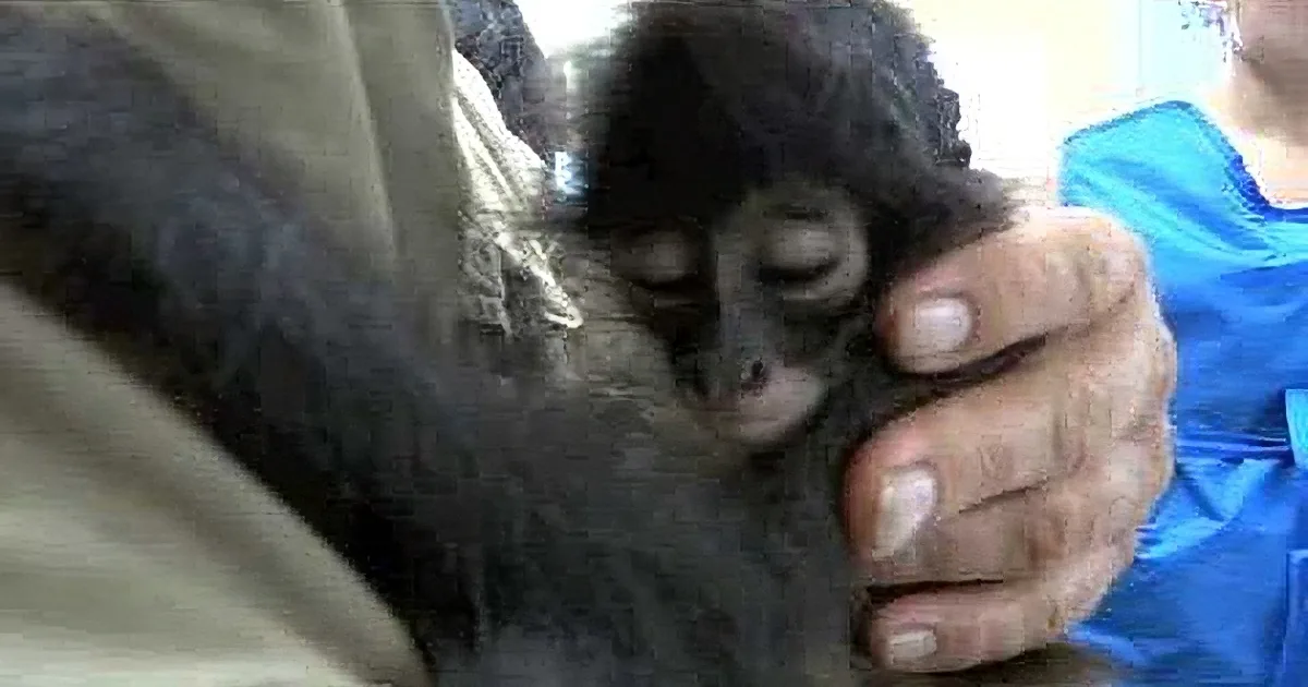 A small, dark-furred baby monkey is being held and comforted by a person in a blue shirt.