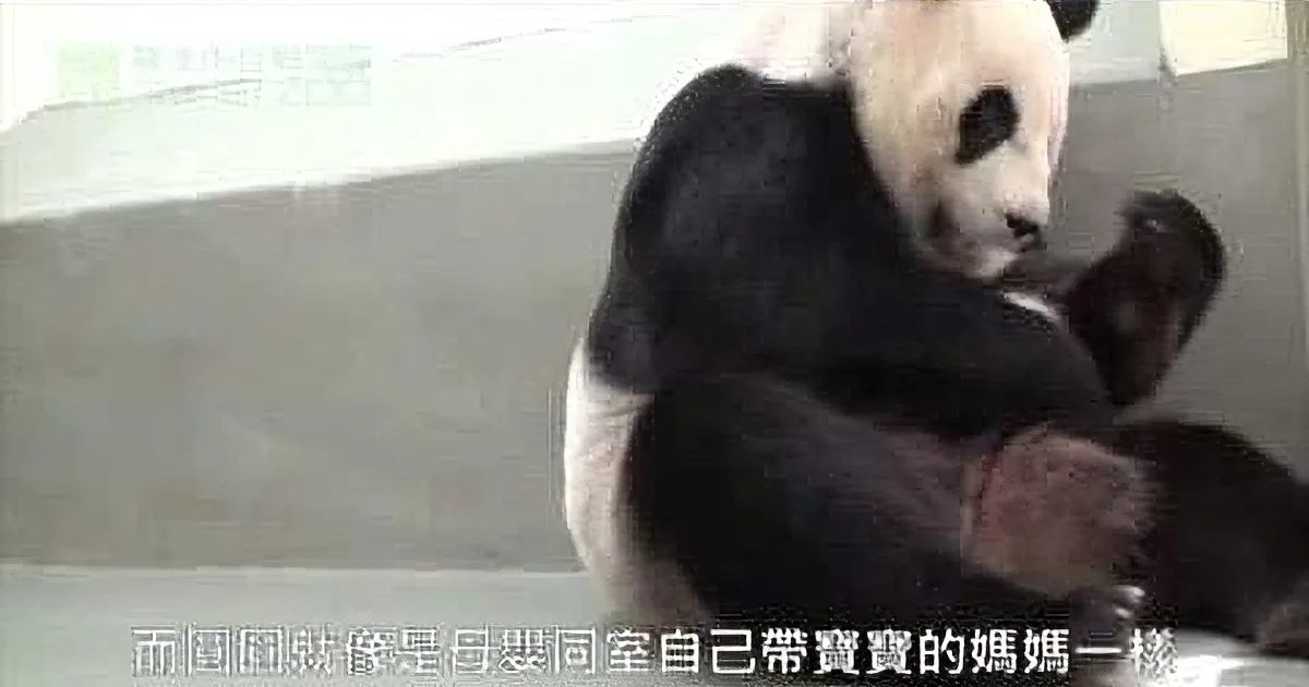 A panda is holding and gently interacting with a baby panda, showcasing a nurturing moment.