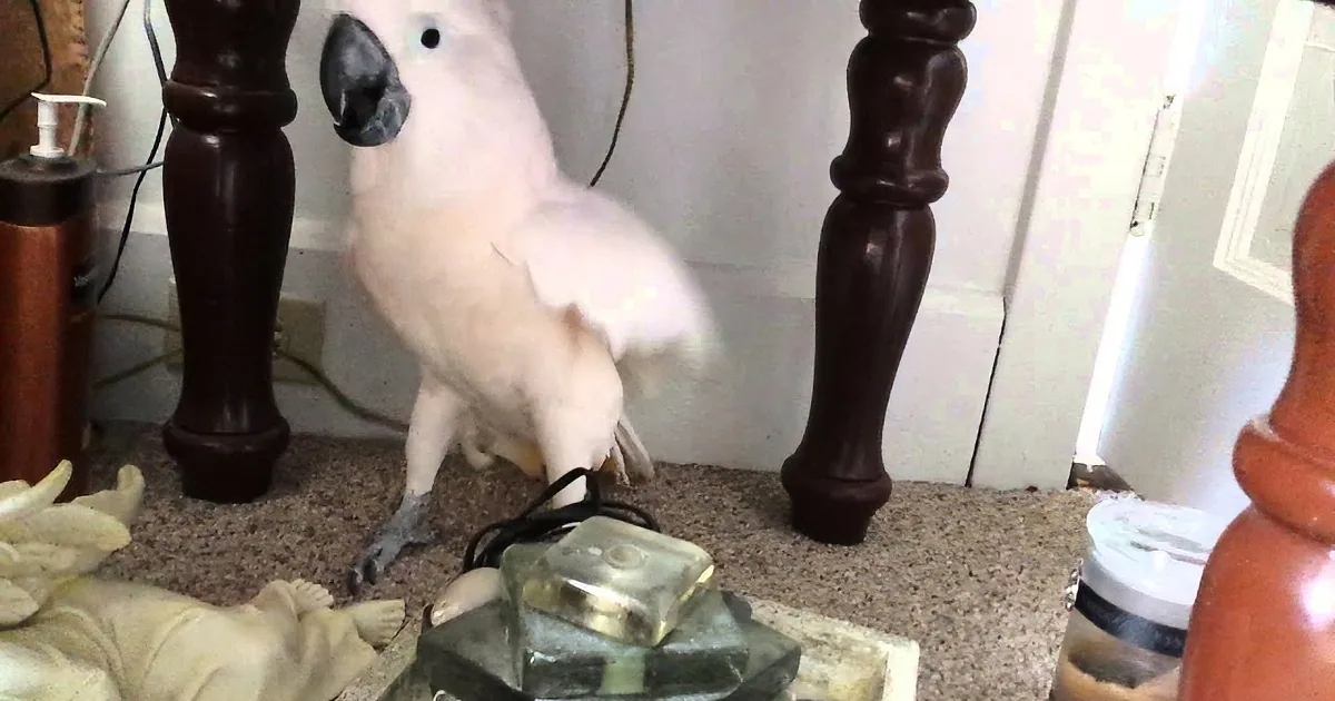 A white cockatoo stands near a table leg, with a lamp and a doll lying on the floor nearby.